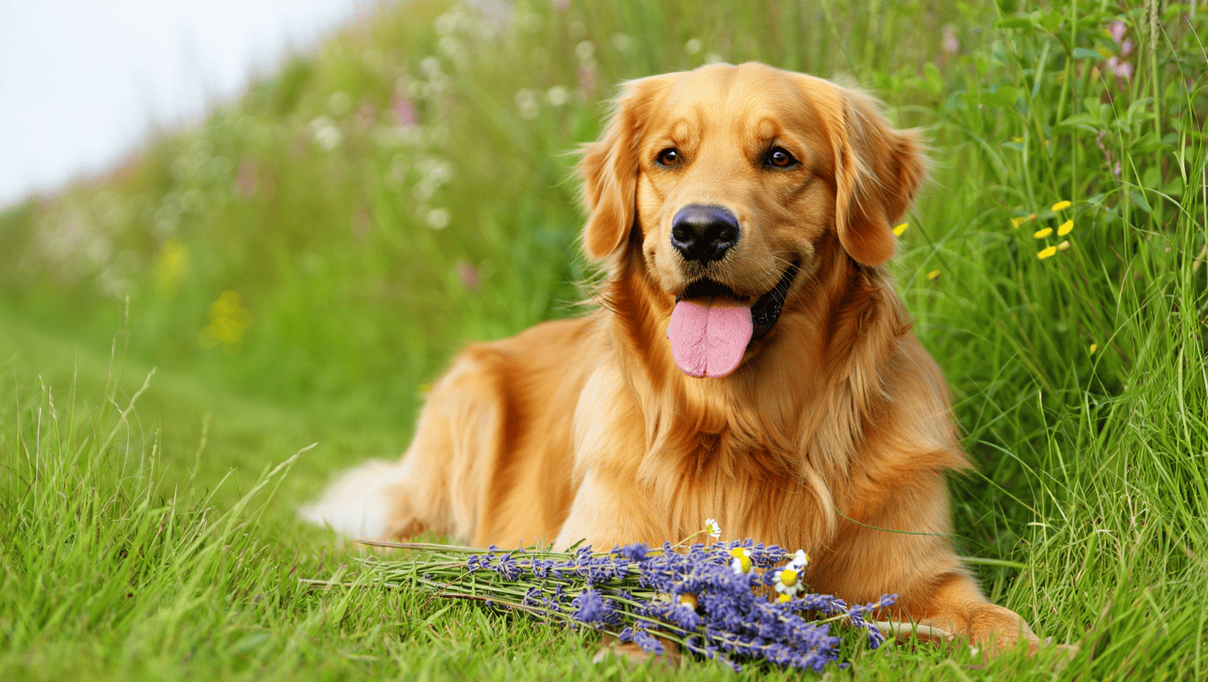 Naturopathie animale | Guide, bienfaits et avis 2026