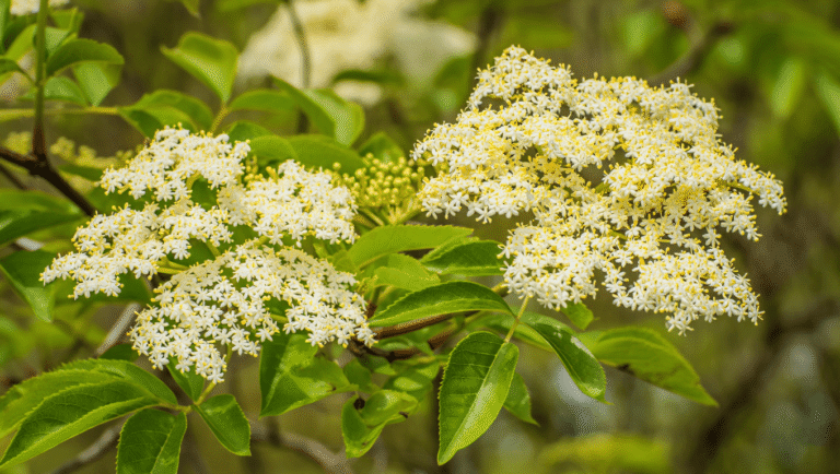 Bienfaits fleurs de sureau - Guide complet et avis 2026