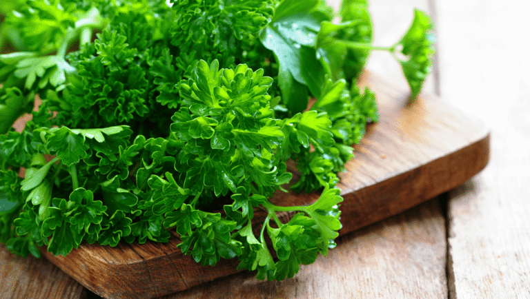 Bienfaits du persil : un concentré de vitalité insoupçonné